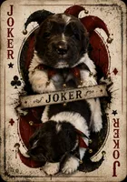 Joker, a male Newfoundland for sale in North Manchester, IN – 5 of 6