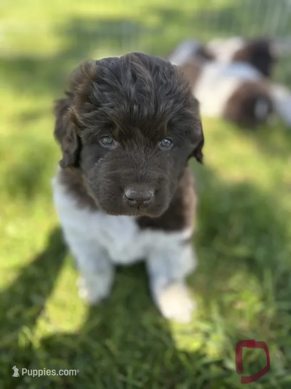 Diamond  – Newfoundland puppy for sale in North Manchester, IN