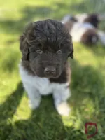 Diamond , a female Newfoundland for sale in North Manchester, IN – 1 of 6
