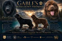 Olive x Biggie , a male Newfoundland for sale in North Manchester, IN – 1 of 4