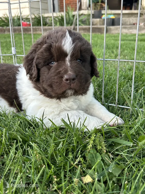 Joker – Newfoundland puppy for sale in North Manchester, IN