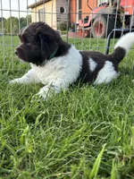Joker, a male Newfoundland for sale in North Manchester, IN – 6 of 6