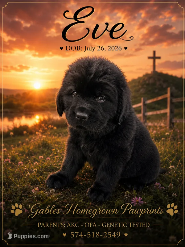 Eve – Newfoundland puppy for sale in North Manchester, IN