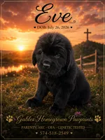 Eve, a female Newfoundland for sale in North Manchester, IN – 1 of 4