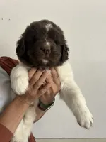 Joker, a male Newfoundland for sale in North Manchester, IN – 3 of 6