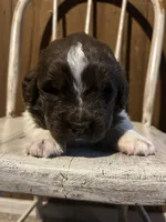 Jackpot, a male Newfoundland for sale in North Manchester, IN – 5 of 6