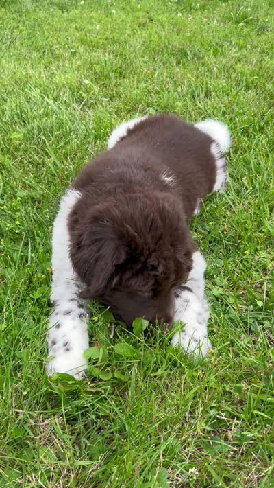 Diamond , a female Newfoundland for sale in North Manchester, IN – 9 of 9