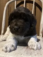Diamond , a female Newfoundland for sale in North Manchester, IN – 3 of 6