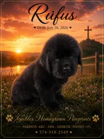 Rufus, a male Newfoundland for sale in North Manchester, IN – 1 of 4
