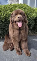 Samson , a male Newfoundland for sale in North Manchester, IN – 3 of 4