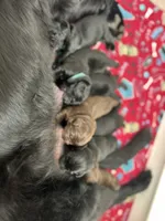 Olive x Biggie , a male Newfoundland for sale in North Manchester, IN – 4 of 4