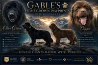 Eve, a female Newfoundland for sale in North Manchester, IN – 2 of 4
