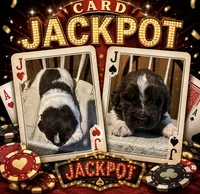 Jackpot, a male Newfoundland for sale in North Manchester, IN – 2 of 6