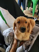 P, a female Golden Retriever for sale in Bloomington, IL – Photo 3 of 5