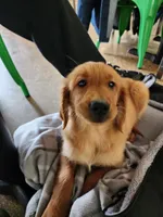 P, a female Golden Retriever for sale in Bloomington, IL – Photo 1 of 5