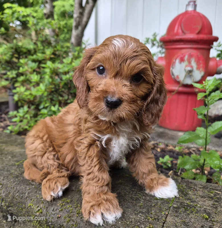 Red Boy #1 – Cavapoo puppy for sale in Pigeon Forge, TN