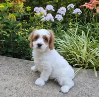 Tennessee Boy, a male Cavapoo for sale in Pigeon Forge, TN – 2 of 7