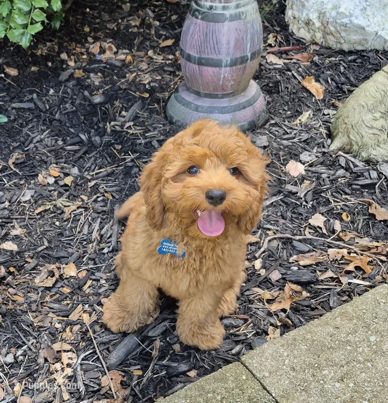 Happy Puppy! – Cavapoo, Poodle - Miniature  puppy for sale in Pigeon Forge, TN