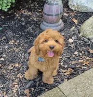 Happy Puppy!, a male Cavapoo and Poodle - Miniature  for sale in Pigeon Forge, TN – 3 of 10