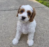Tennessee Boy, a male Cavapoo for sale in Pigeon Forge, TN – 3 of 7