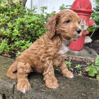 Red Boy #4, a male Cavapoo and Cavalier King Charles Spaniel for sale in Pigeon Forge, TN – 8 of 10