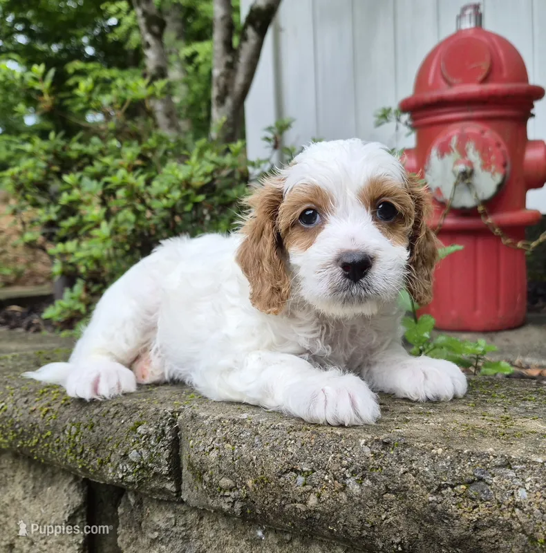 Parti Boy – Cavapoo puppy for sale in Pigeon Forge, TN