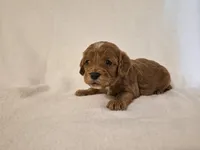 Red Girl, a female Cavapoo for sale in Pigeon Forge, TN – 2 of 2