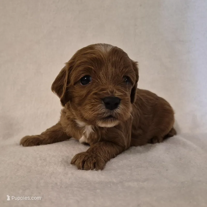 Red Girl – Cavapoo puppy for sale in Pigeon Forge, TN