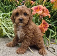 L'IL JOJO, a male Cavapoo for sale in Pigeon Forge, TN – 5 of 10