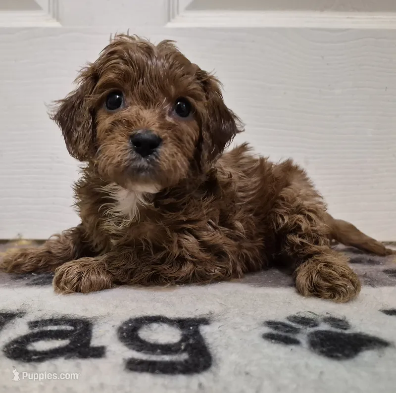 Red Girl – Cavapoo puppy on hold in Pigeon Forge, TN