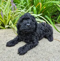 Black Jack, a male Cavapoo for sale in Pigeon Forge, TN – 2 of 8
