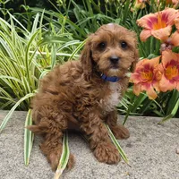 L'IL JOJO, a male Cavapoo for sale in Pigeon Forge, TN – 6 of 10