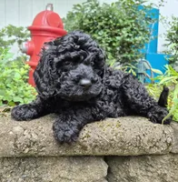 Black Jack, a male Cavapoo for sale in Pigeon Forge, TN – 8 of 8
