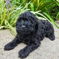 Black Jack, a male Cavapoo for sale in Pigeon Forge, TN – 3 of 8