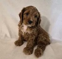 Red Boy #4, a male Cavapoo and Cavalier King Charles Spaniel for sale in Pigeon Forge, TN – 4 of 10
