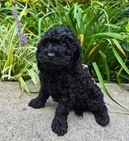 Black Jack, a male Cavapoo for sale in Pigeon Forge, TN – 6 of 8