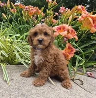 L'IL JOJO, a male Cavapoo for sale in Pigeon Forge, TN – 7 of 10