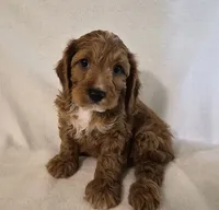 Red Boy #4, a male Cavapoo and Cavalier King Charles Spaniel for sale in Pigeon Forge, TN – 2 of 10