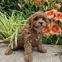 RAGGEDY ANN, a female Cavapoo for sale in Pigeon Forge, TN – 5 of 8