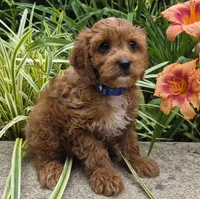 L'IL JOJO, a male Cavapoo for sale in Pigeon Forge, TN – 2 of 10