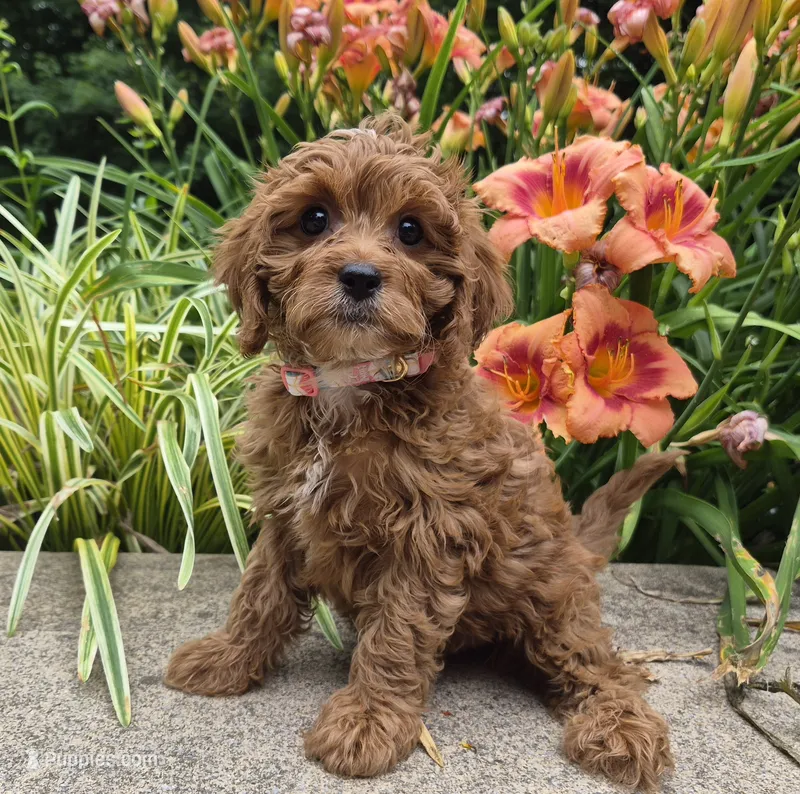 RAGGEDY ANN – Cavapoo puppy for sale in Pigeon Forge, TN