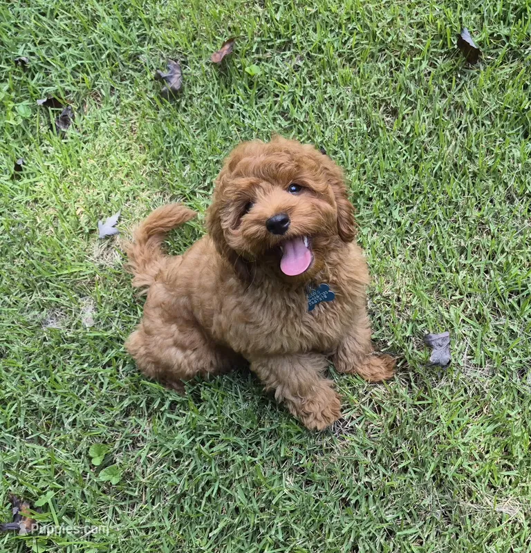 Happy Puppy! – Cavapoo, Poodle - Miniature  puppy for sale in Pigeon Forge, TN