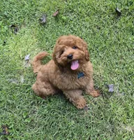 Happy Puppy!, a male Cavapoo and Poodle - Miniature  for sale in Pigeon Forge, TN – 7 of 10