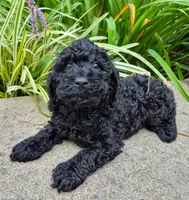 Black Jack, a male Cavapoo for sale in Pigeon Forge, TN – 1 of 8