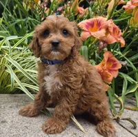 L'IL JOJO, a male Cavapoo for sale in Pigeon Forge, TN – 1 of 10