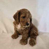 Red Boy #4, a male Cavapoo and Cavalier King Charles Spaniel for sale in Pigeon Forge, TN – 5 of 10