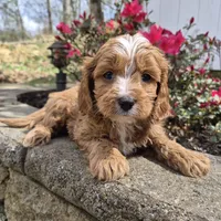 Teddy, a male Cavapoo for sale in Pigeon Forge, TN – Photo 2 of 4