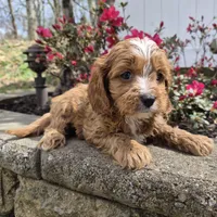 Teddy, a male Cavapoo for sale in Pigeon Forge, TN – Photo 1 of 4