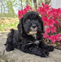 Mustache Black, a male Cavapoo for sale in Pigeon Forge, TN – Photo 3 of 3