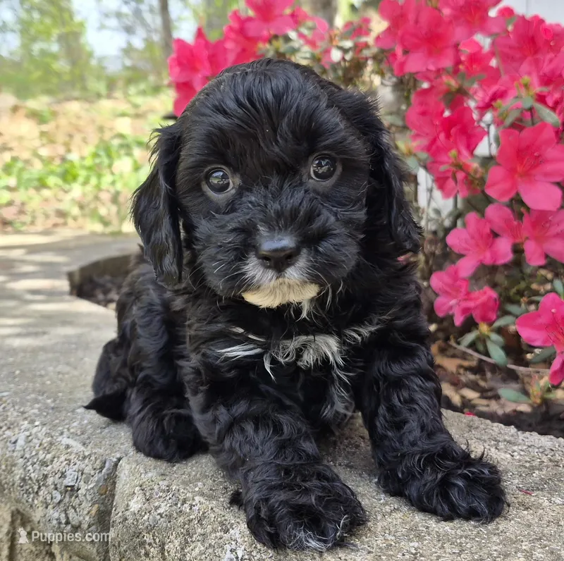 Mustache Black, a male Cavapoo for sale in Pigeon Forge, TN – Photo 1 of 3